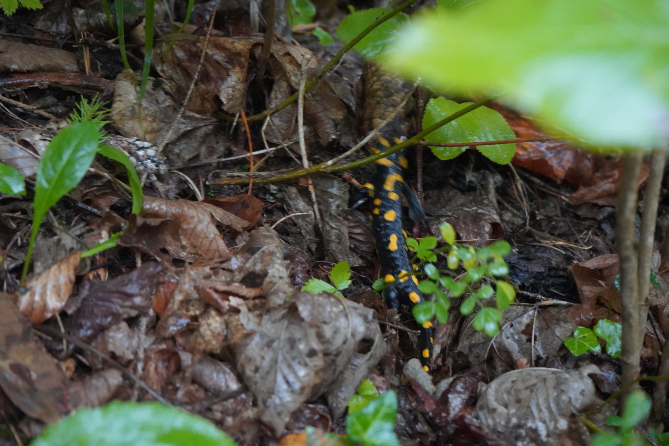 (c) Maria Neustifter