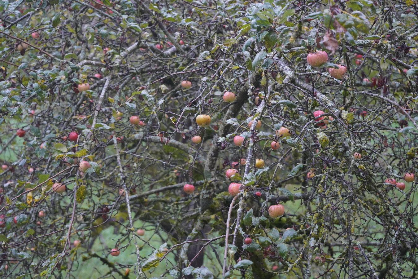 (c) Maria Neustifter