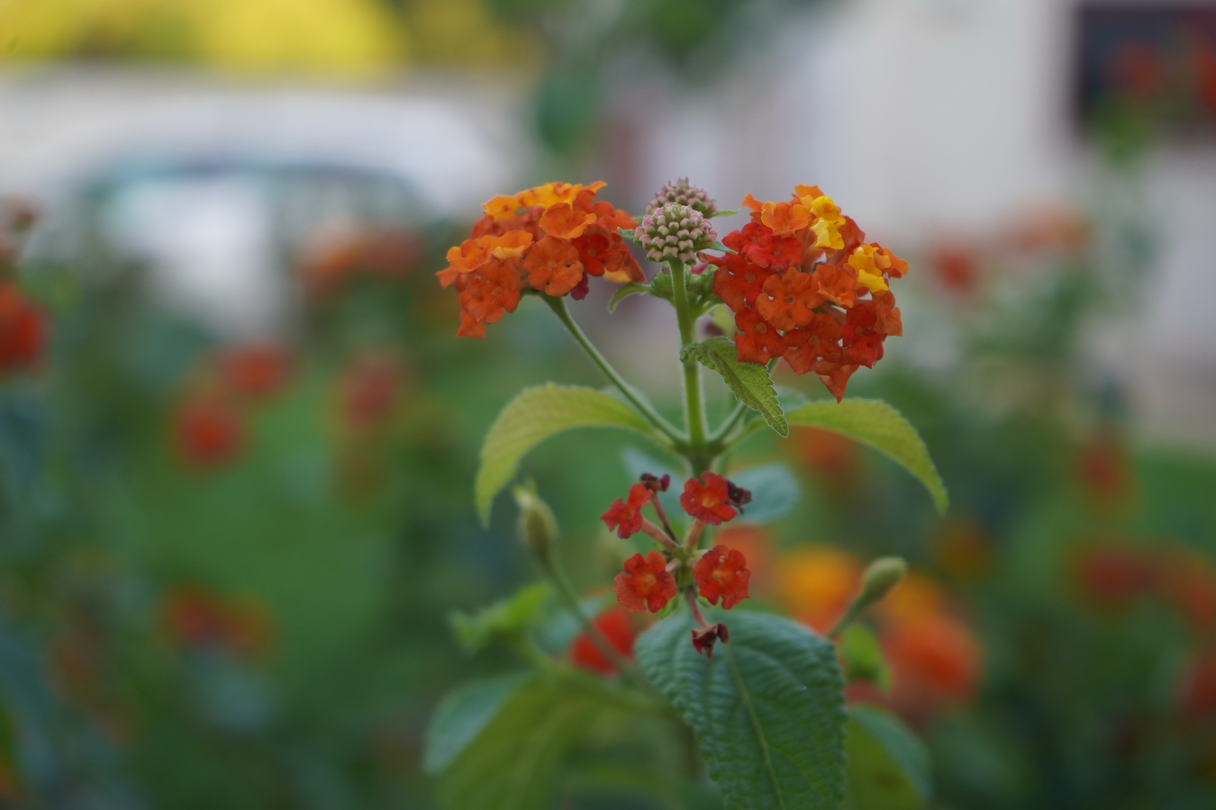 (c) Maria Neustifter